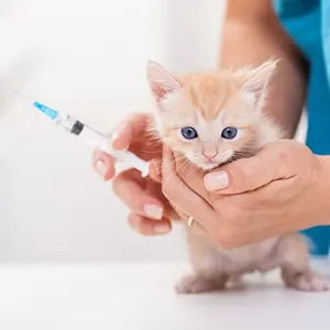 cat vaccine