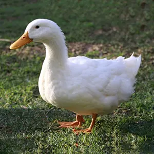 duck vaccine